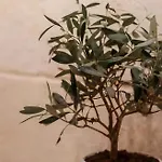 Casa Manfredi D'angio Bed & Breakfast