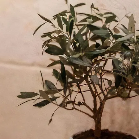 Casa D'angio -manfredi Homes&villas 住宿加早餐酒店